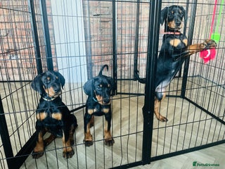 Dobermann dogs 🏆Supreme Dobermanns - Where Excellence Begins 🏆 - Advert 3