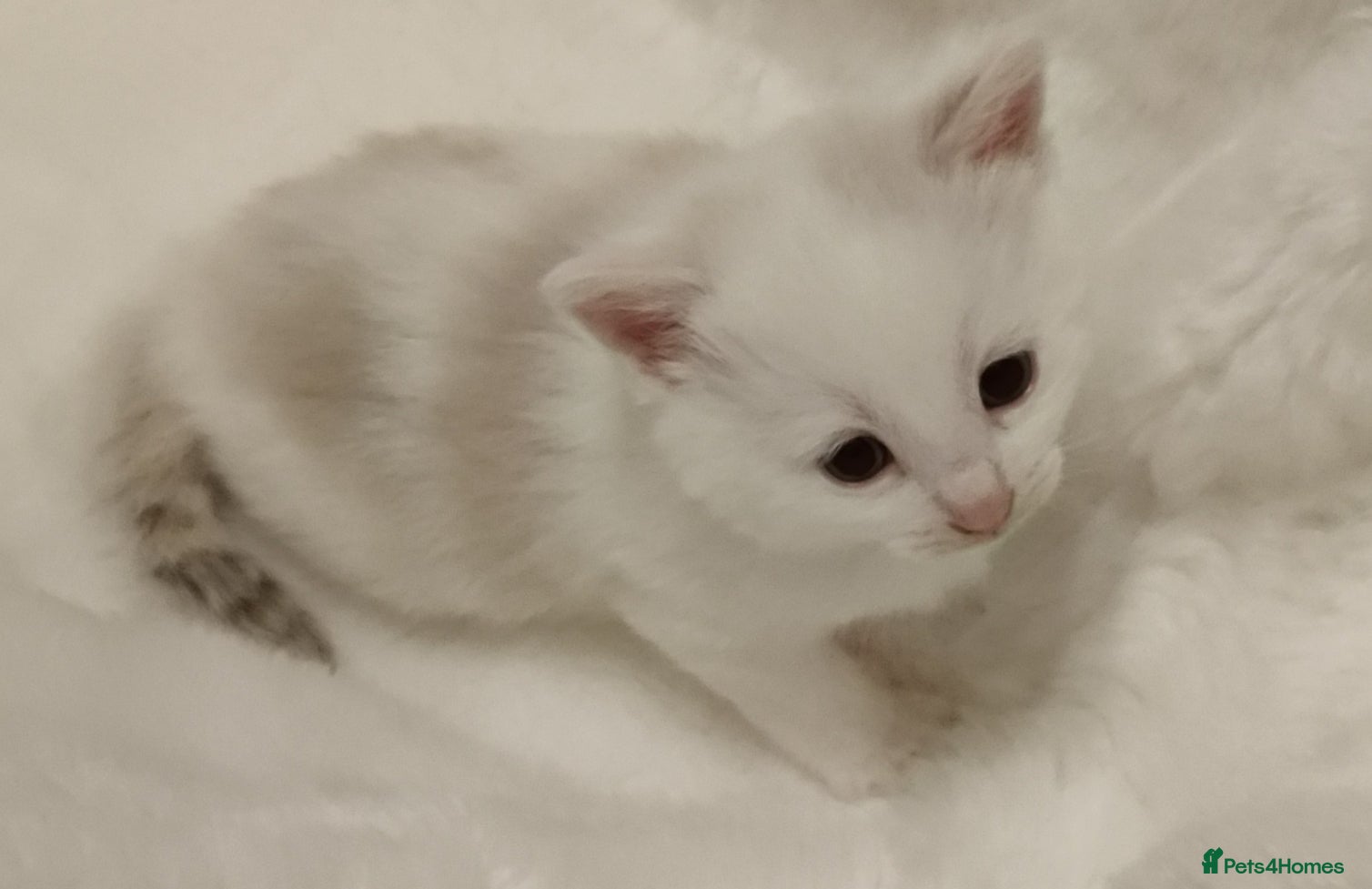 Russian Blue cats Gorgeous Russian Blue kittens 4 weeks  - Advert 8