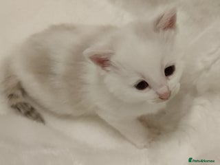 Russian Blue cats Gorgeous Russian Blue kittens 4 weeks - Advert 8