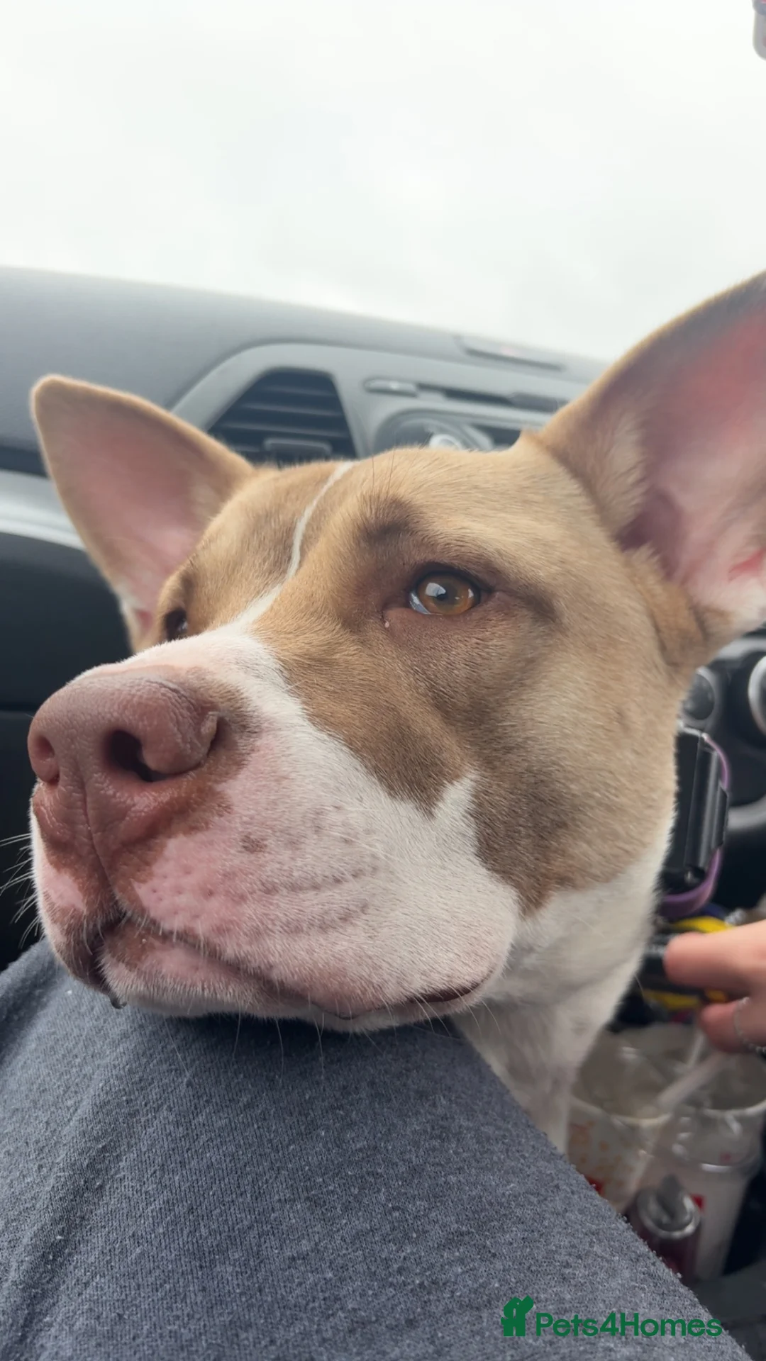 Mixed Breed dogs for sale: Akita x staffy  - Advert 2