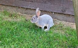 Rex rabbits for sale: Mini Rex babies ready now - Image 7