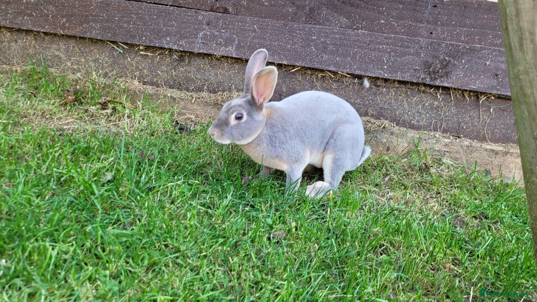 Rex rabbits for sale: Mini Rex babies ready now - Image 7