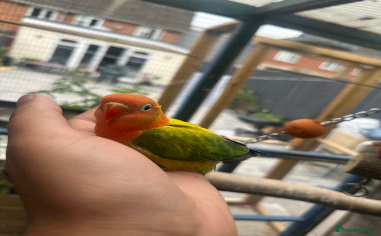 Lovebirds birds - Advert 3