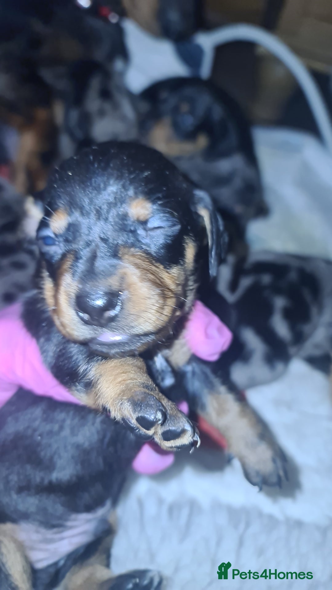 Dachshund dogs for sale: Dachshund dapple and black/tan puppies - Advert 3