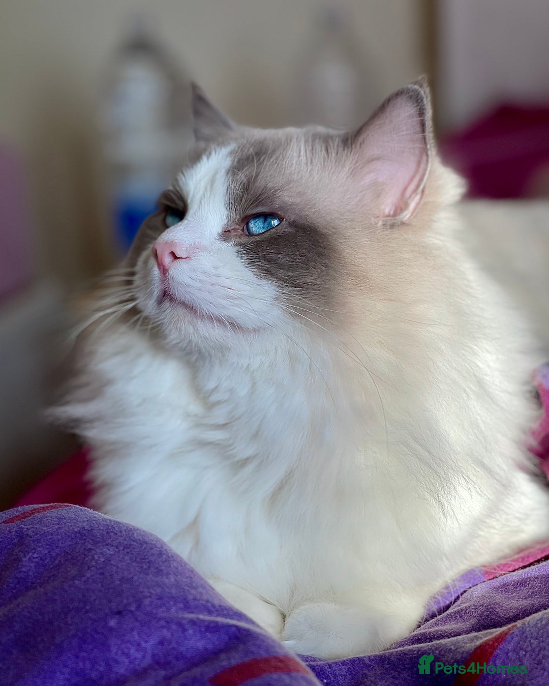 Ragdoll cats for sale: Retired King Ragdoll – Blue Point Bicolour - Advert 2
