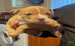 Mixed Breed dogs for sale: Staffy/pocket bully - Image 3