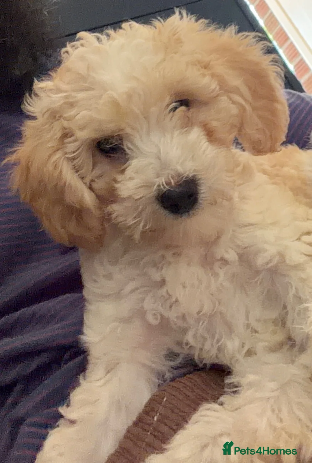 Cockapoo dogs for sale: 1 beautiful brown puppy available in Crewkerne - Advert 2