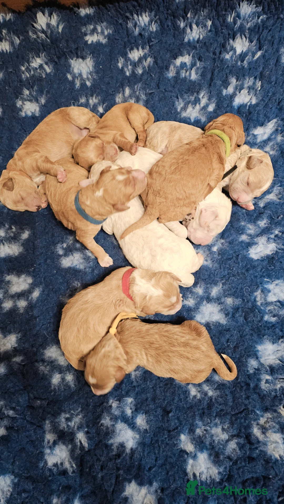 Australian Labradoodle dogs for sale: STUNNING LITTER OF AUSTRALIAN LABRADOODLES  - Advert 2