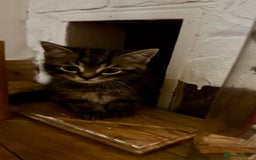 European cats for sale: Kitten for sale male  - Image 3