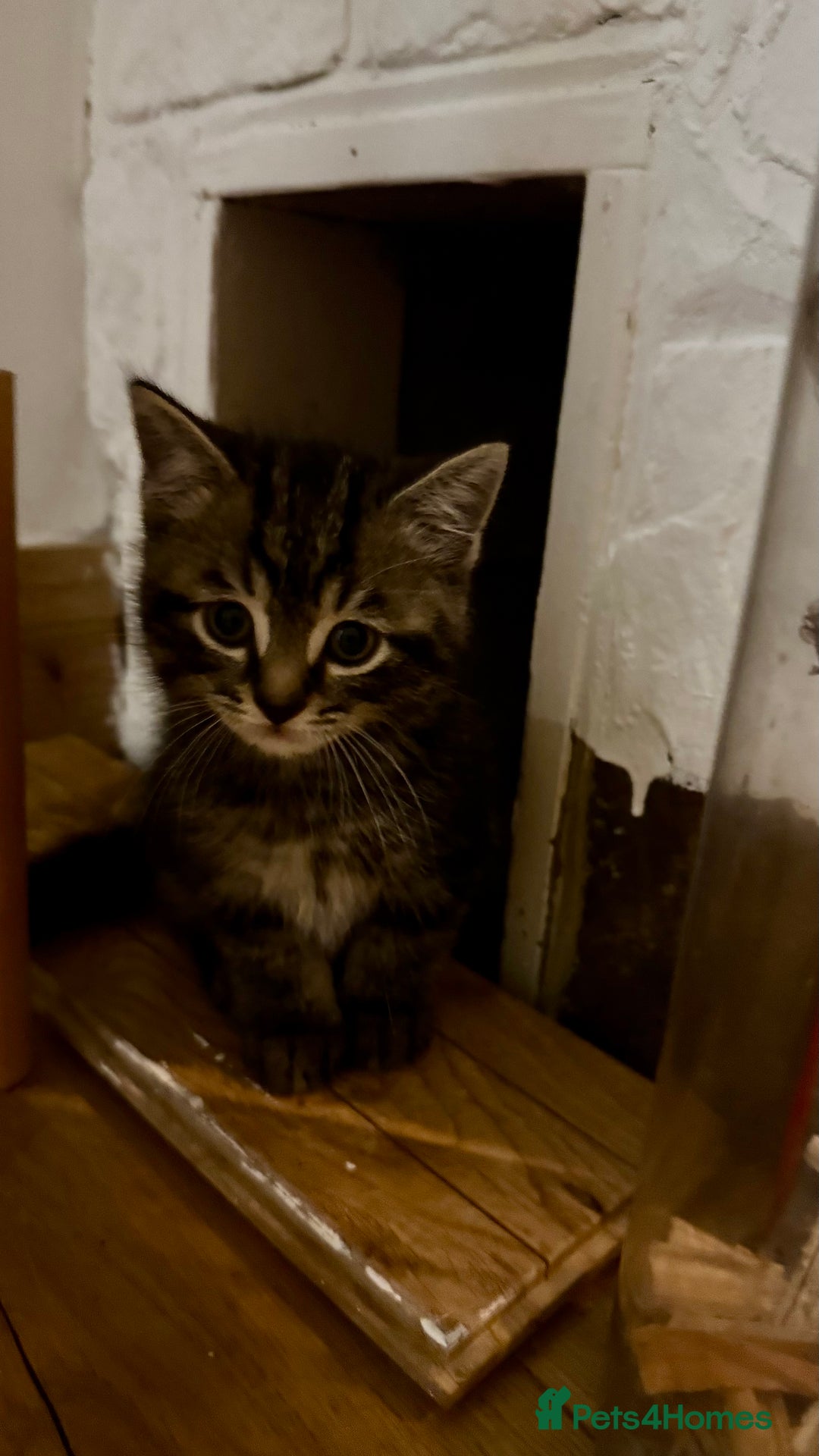 European cats for sale: Kitten for sale male  - Image 3