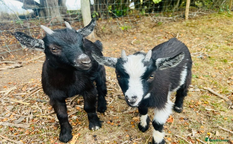Goats livestock - Advert 1