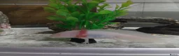 Axolotl reptiles for sale: Axolotl albino  - Advert 3