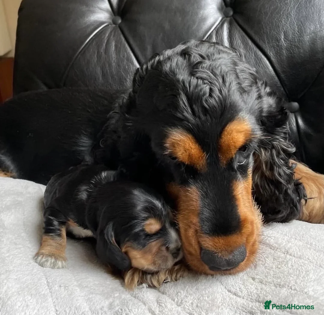 Cocker Spaniel dogs for sale: Cocker Spaniel Show Type - Advert 1