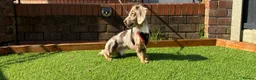 Miniature Dachshund dogs for stud: OUTSTANDING ISABELLA DAPPLE TWEED in Liverpool - Advert 2