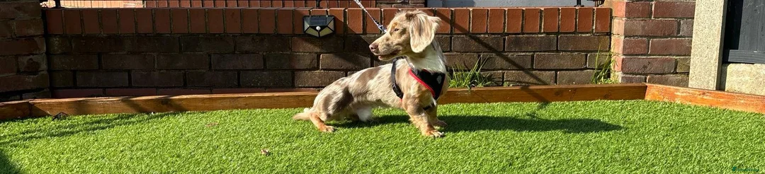 Miniature Dachshund dogs for stud: OUTSTANDING ISABELLA DAPPLE TWEED in Liverpool - Advert 2
