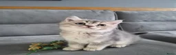 British Shorthair cats for sale: Golden British babies - Advert 23