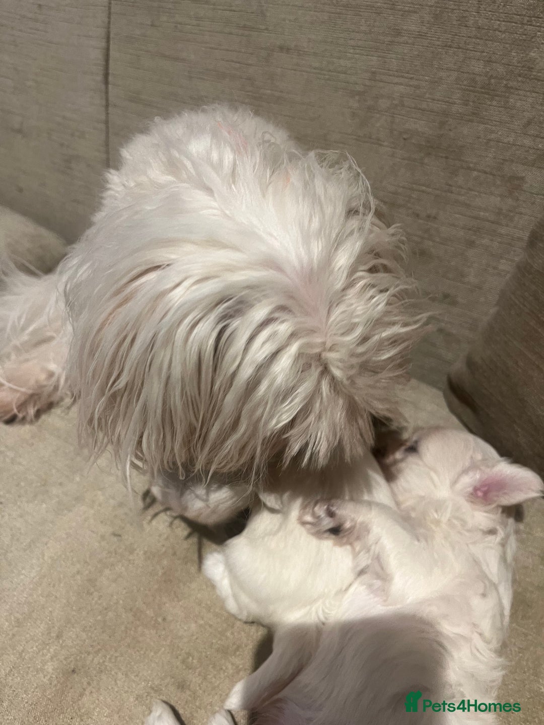 Maltese dogs for sale: Tiny Korean Maltese Boys - Advert 8