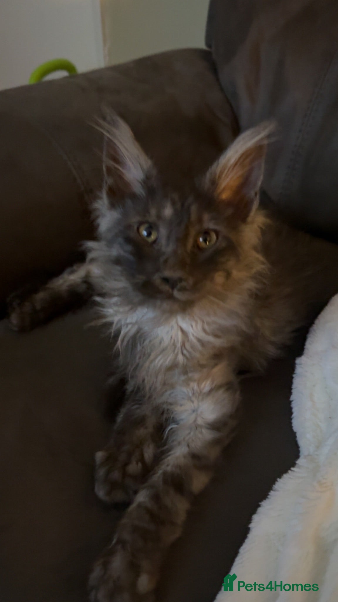 Maine Coon cats Lovely male, 1 only - Advert 2