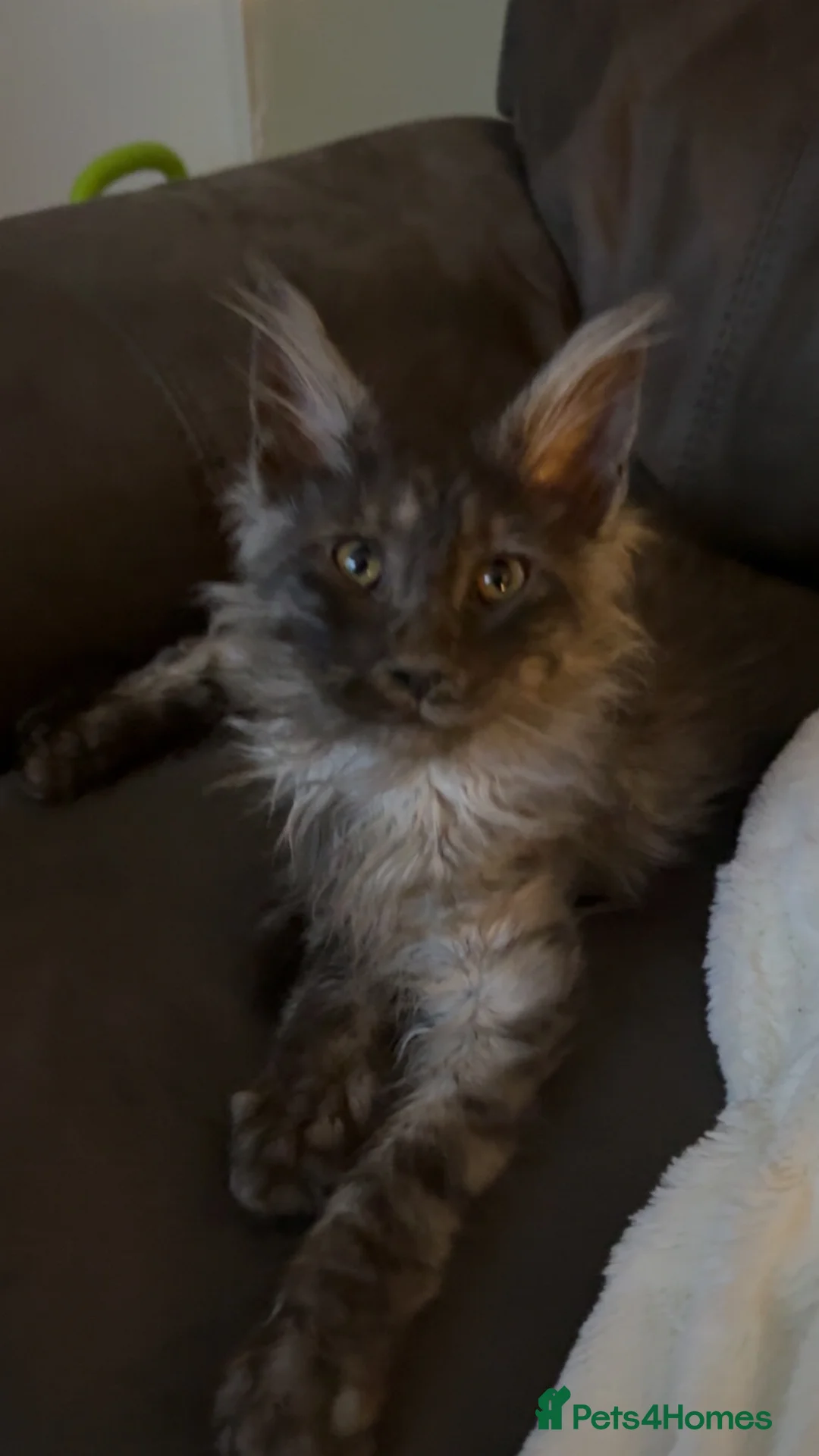 Maine Coon cats for sale: Lovely male, 1 only - Advert 1
