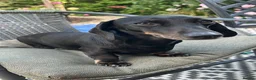 Miniature Dachshund dogs for sale: Miniature Dachahund for New home  in Melksham - Advert 4
