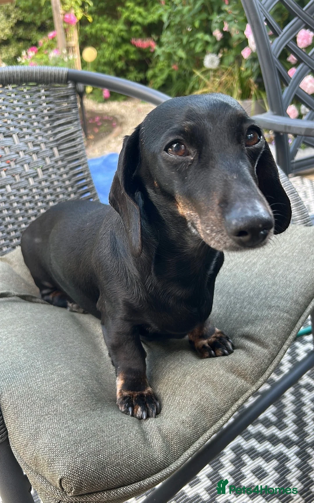 Miniature Dachshund dogs for sale: Miniature Dachahund for New home  in Melksham - Advert 4