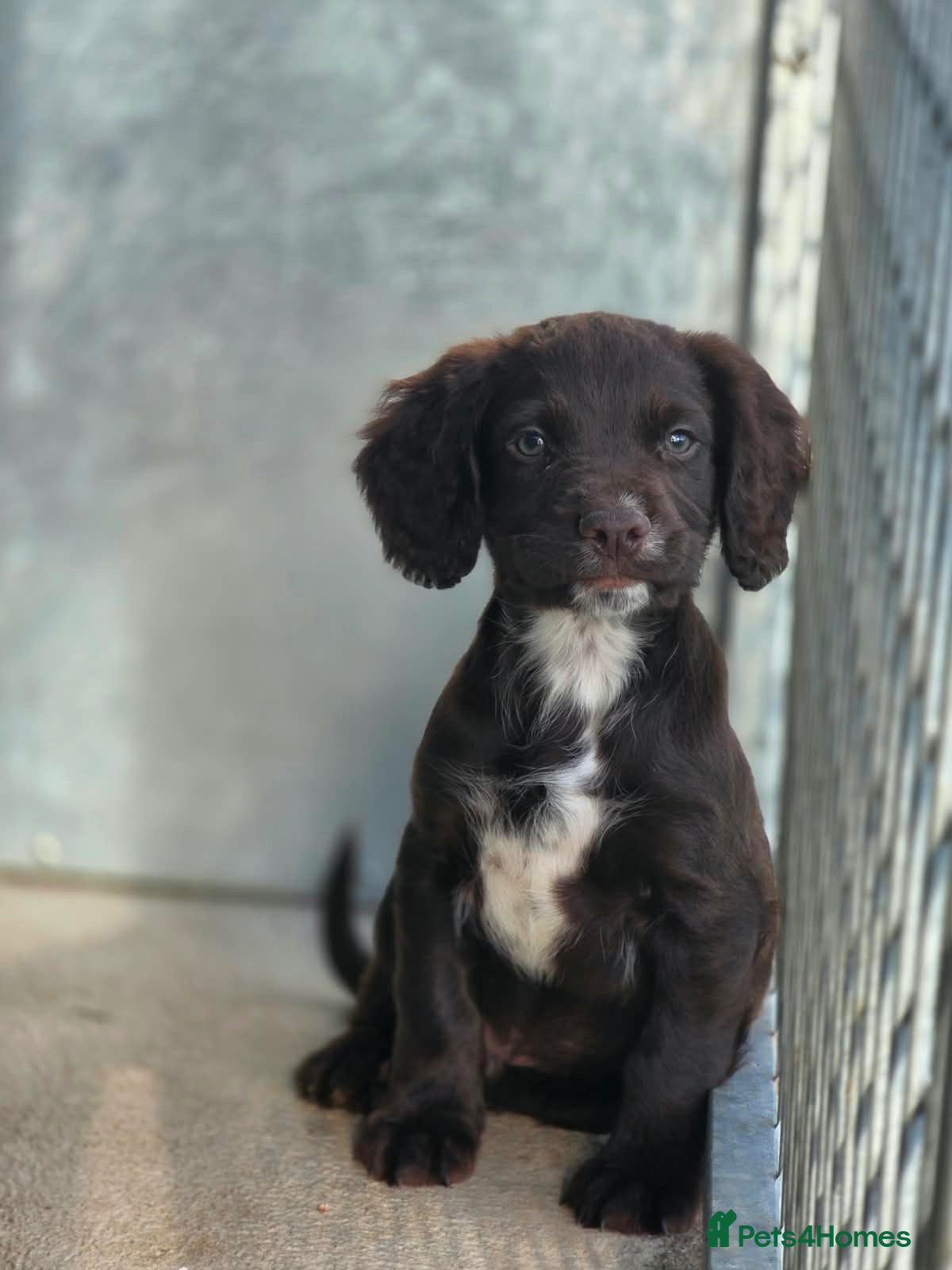 Sprocker dogs Sprocker Spaniel male pu0  - Advert 13
