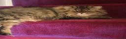 Persian cats for sale: ⭐️Dark Tabby Persian Female For Sale  - Advert 1