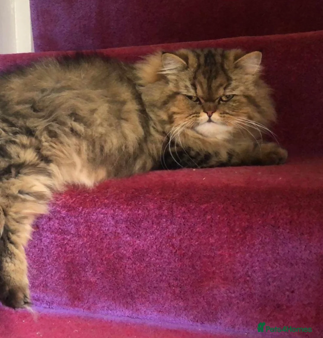 Persian cats for sale: ⭐️Dark Tabby Persian Female For Sale  - Advert 1