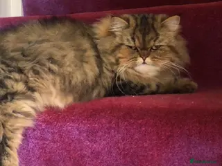 Persian cats ⭐️Dark Tabby Persian Female For Sale - Advert 1