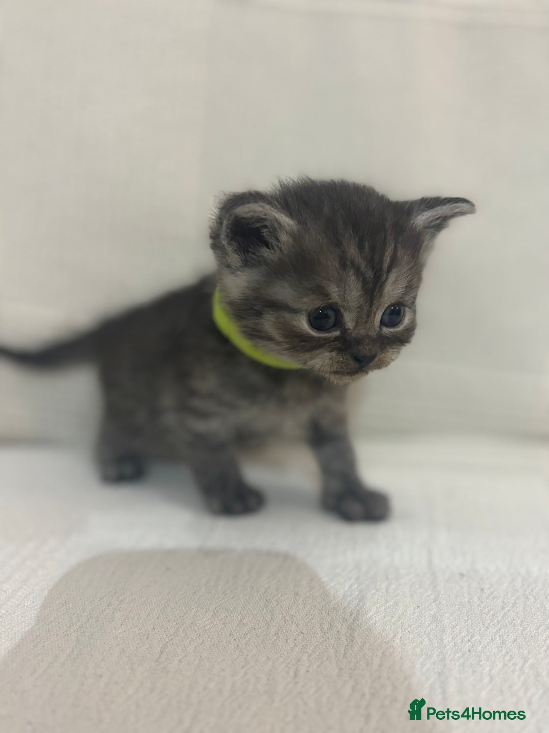 Persian cats for sale: Beautiful chinchilla Persian x - Advert 4