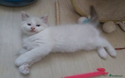 Ragdoll cats for sale: RAGDOLLS BOYS BLUE EYES VACCINATED MICROCHIPED  - Image 23