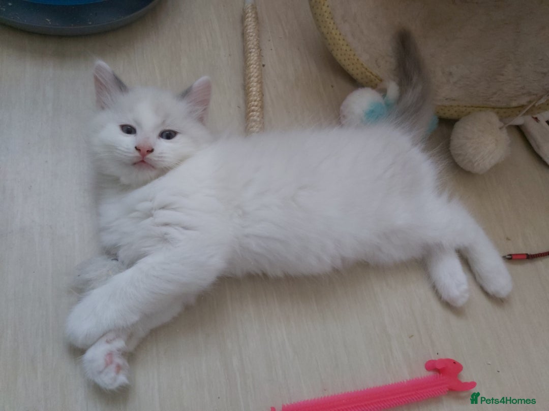 Ragdoll cats for sale: RAGDOLLS BOYS BLUE EYES VACCINATED MICROCHIPED  - Image 23