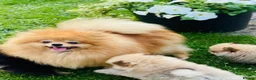 Pomeranian dogs for sale: Beautiful Pomeranian puppies 🐶  - Advert 11