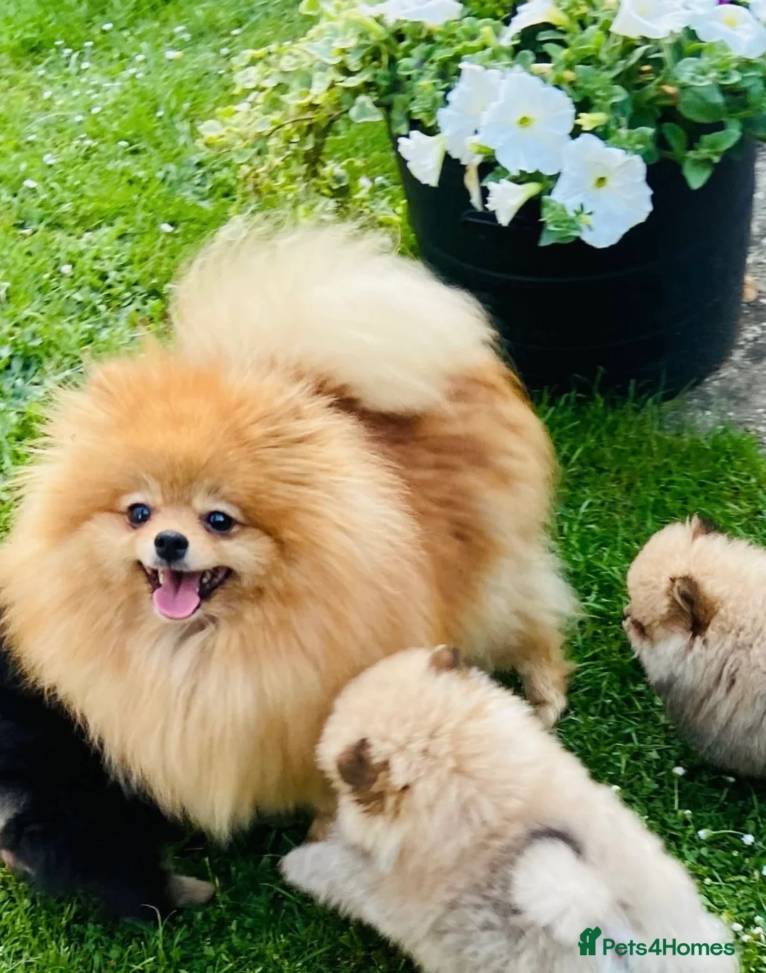 Pomeranian dogs for sale: Beautiful Pomeranian puppies 🐶  - Advert 11