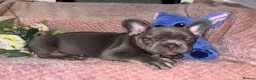 French Bulldog dogs for sale: final reduction Ready for new Sofa ❤️ and walkies - Advert 15