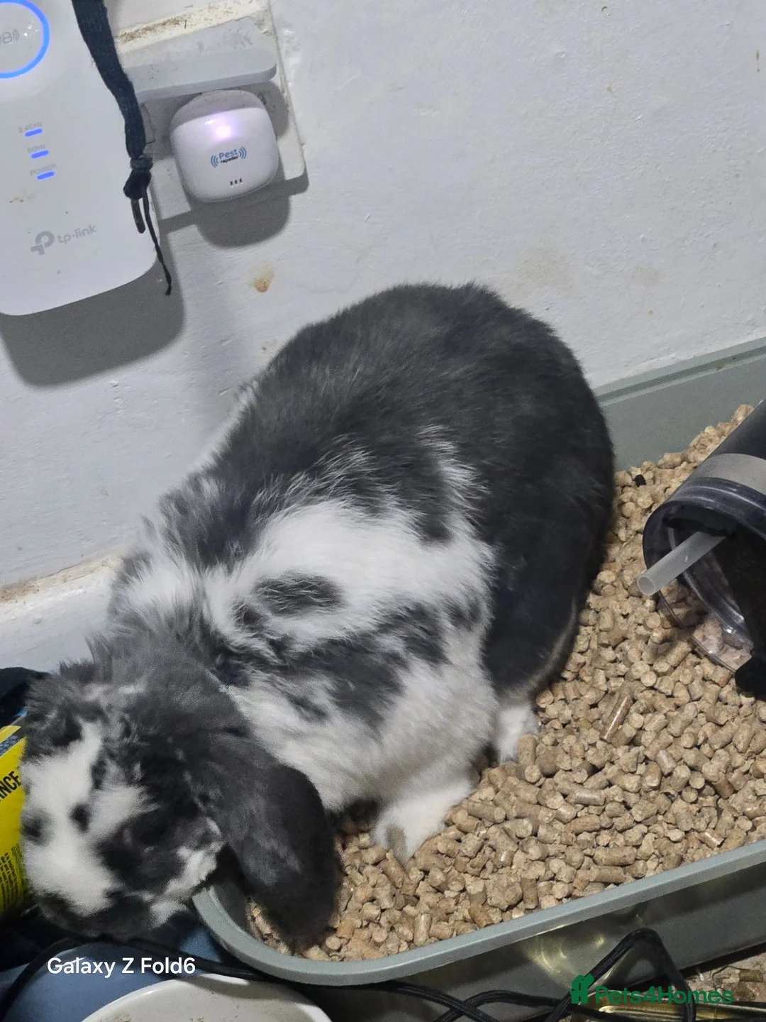 English Lop rabbits for sale: Male rabbit holland lop  in Sheffield - Advert 2
