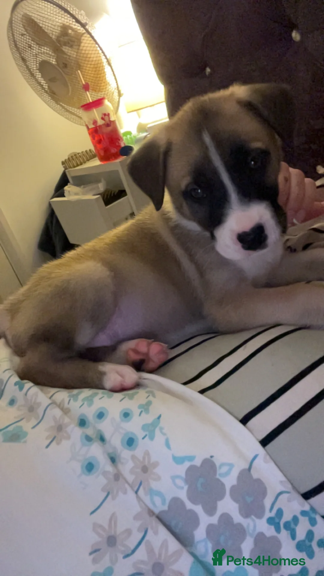 Mixed Breed dogs for sale: HUSKY CROSS STAFFY - Advert 2