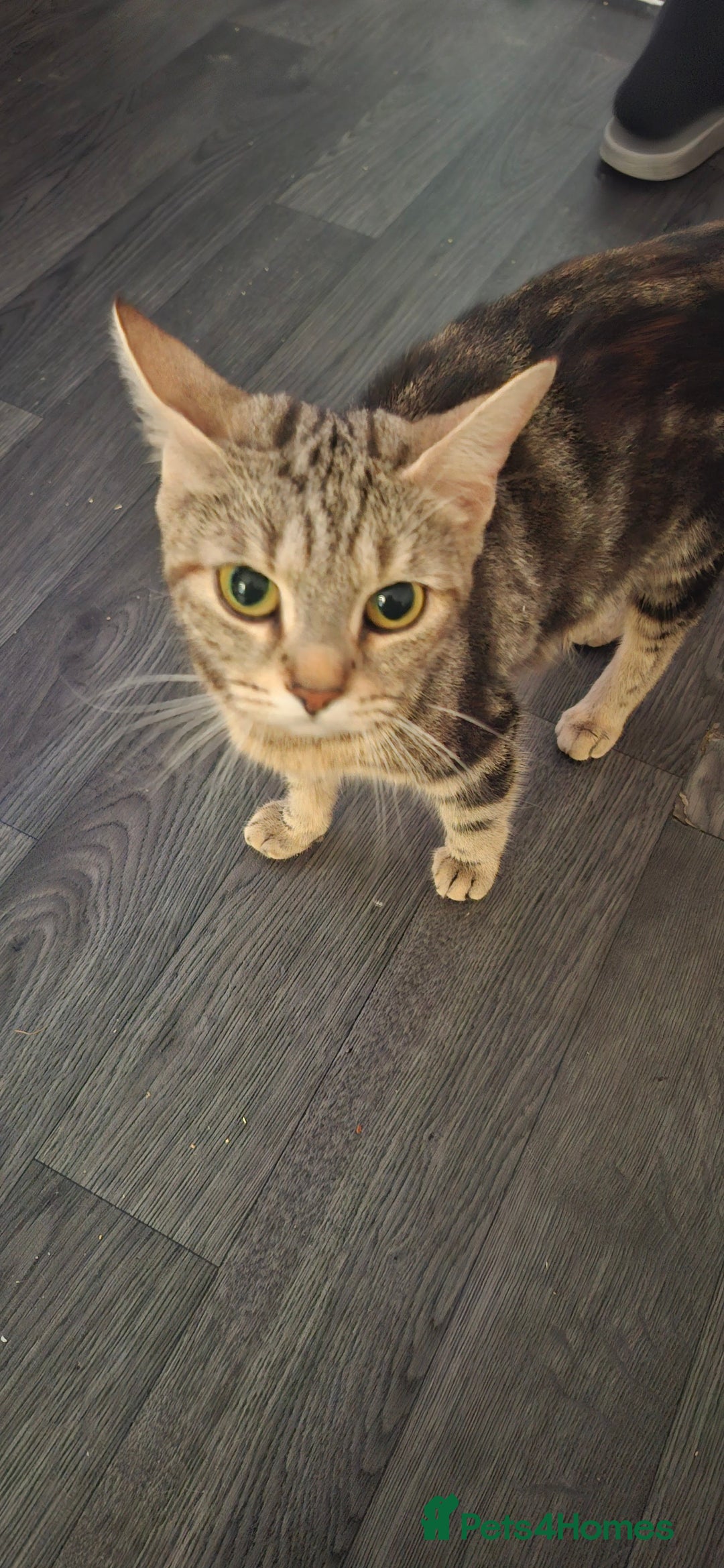 Mixed Breed cats for sale: Gorgeous  - Image 5