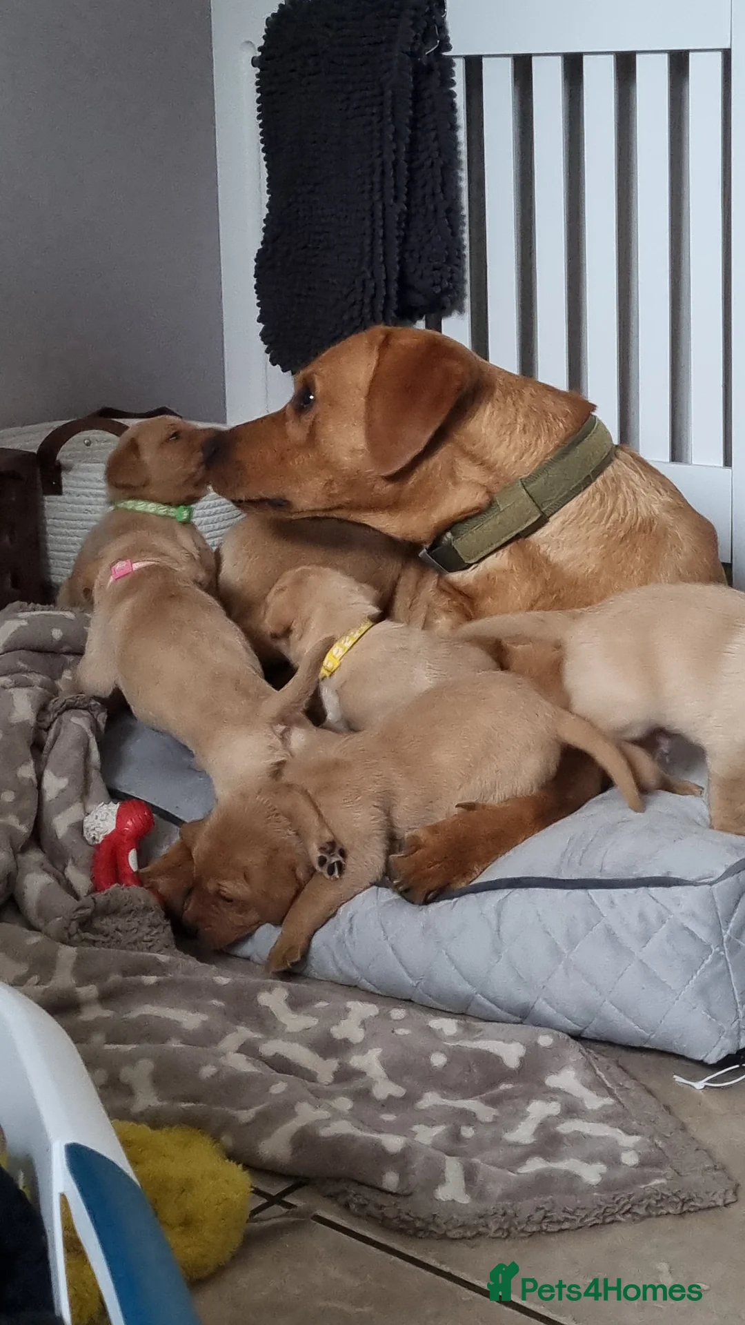 Labrador Retriever dogs for sale: Fox Red Labrador puppies for sale - Advert 2