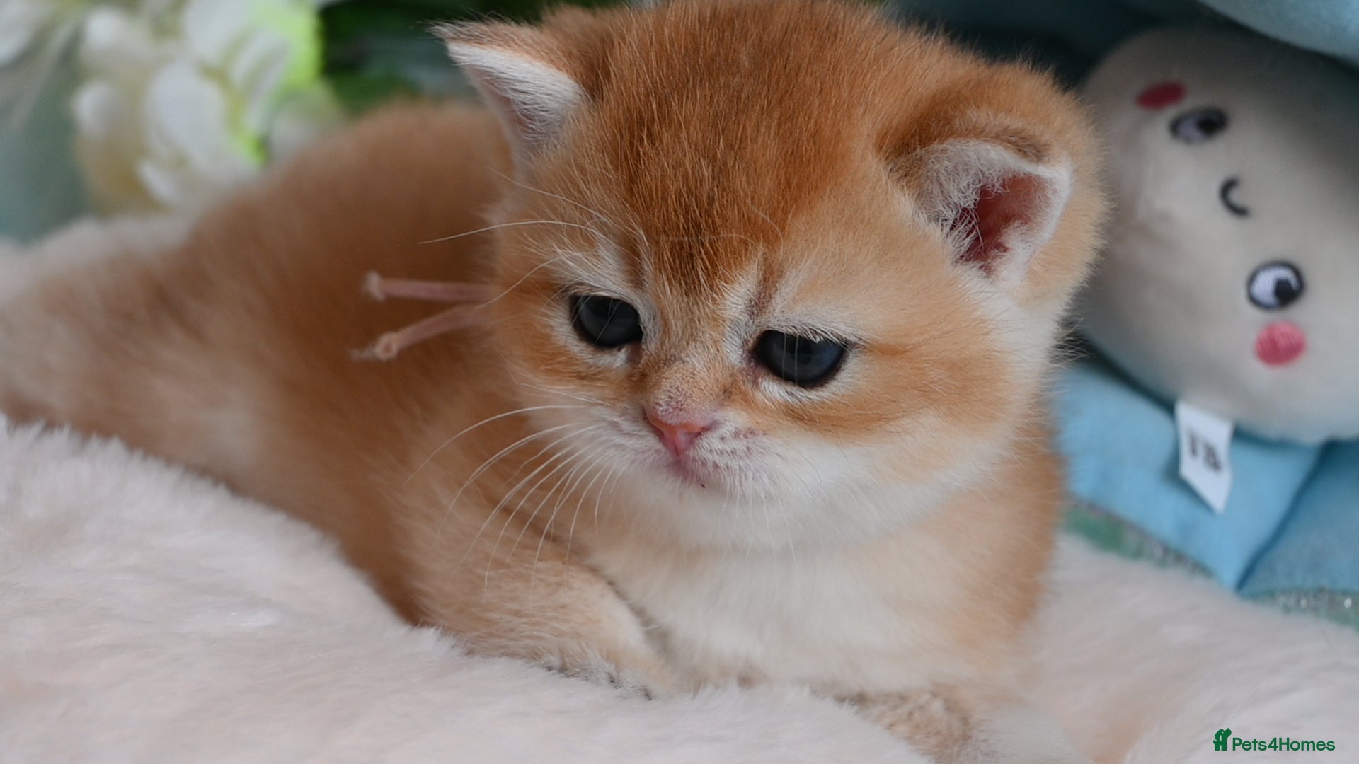 British Shorthair cats Exception quality,Champion bloodlines GCCF/TICA  - Advert 8