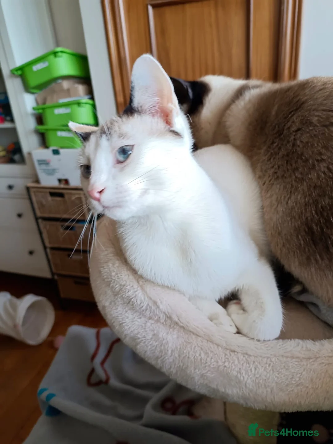 Siamese cats for adoption: RESERVED Siamese cross and Tortoiseshell sisters - Advert 21