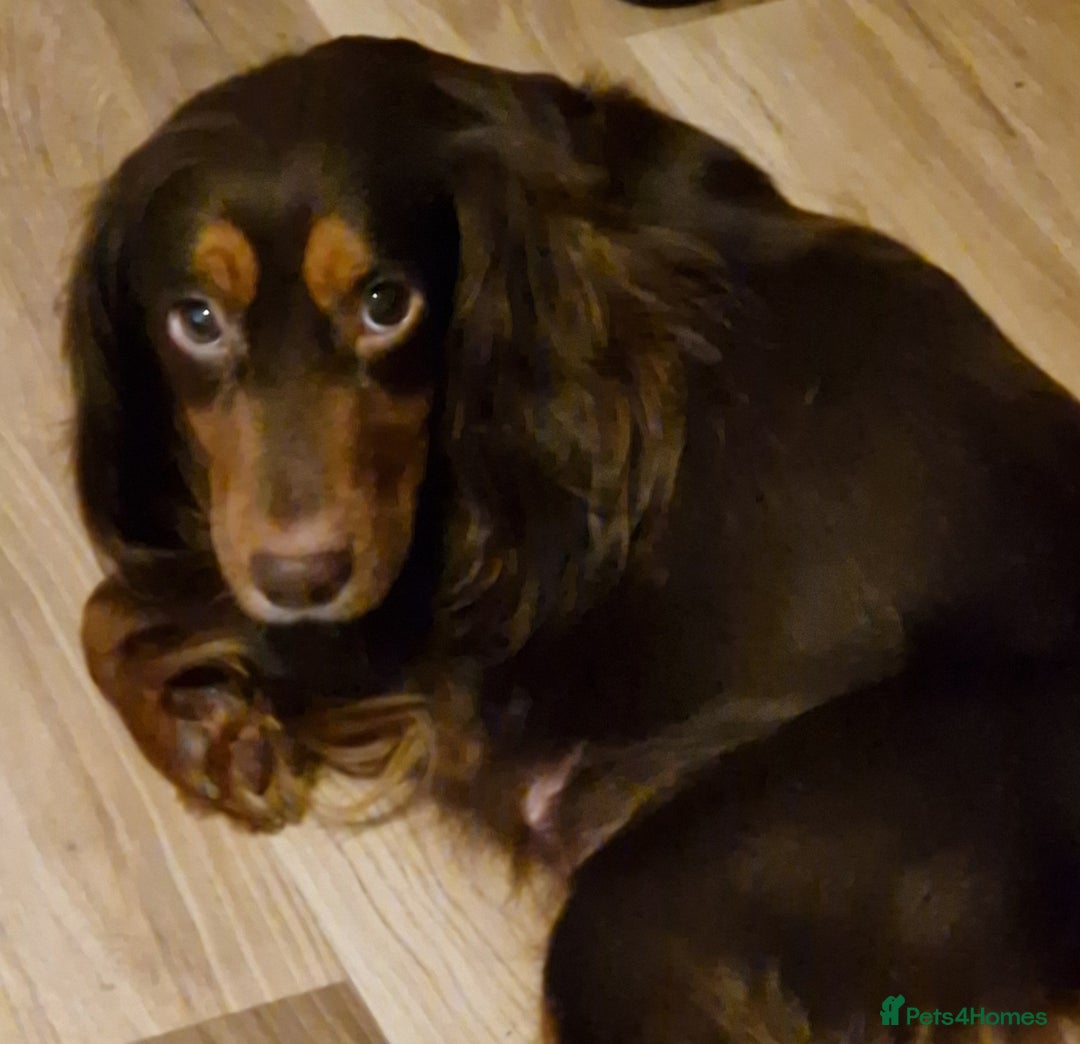 Cocker Spaniel dogs for sale: Cocker spaniel pups for sale  - Image 24