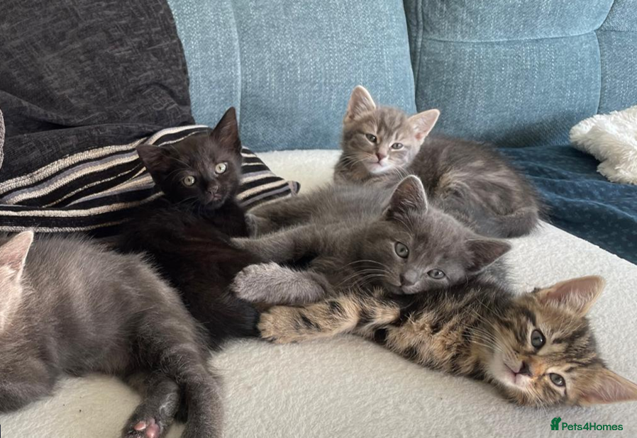 British Shorthair cats 4 Adorable little guys - Advert 1