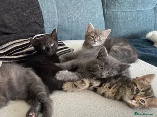 British Shorthair cats 4 Adorable little guys - Advert 1