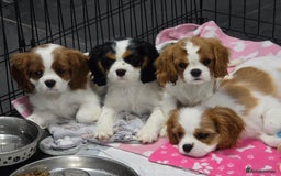 Cavalier King Charles Spaniel dogs for sale: READY NOW Fully health tested included MRI scan  - Image 23