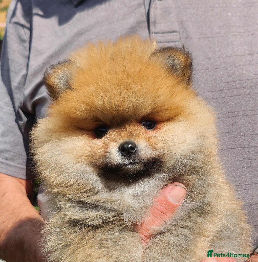 Pomeranian dogs for sale: Beautiful quality pomeranian girl puppies  - Image 19