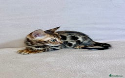 Bengal cats for sale: 🐾 Purebred BENGAL kittens🐾 - Image 3