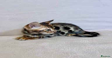 Bengal cats - Advert 5