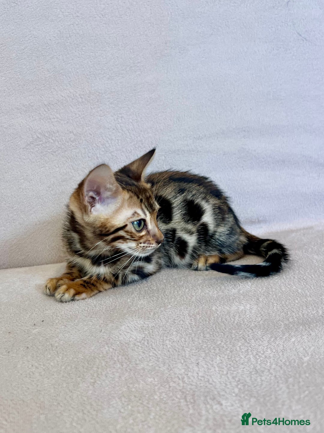 Bengal cats for sale: 🐾 Purebred BENGAL kittens🐾 - Image 3