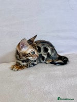 Bengal cats - Advert 1